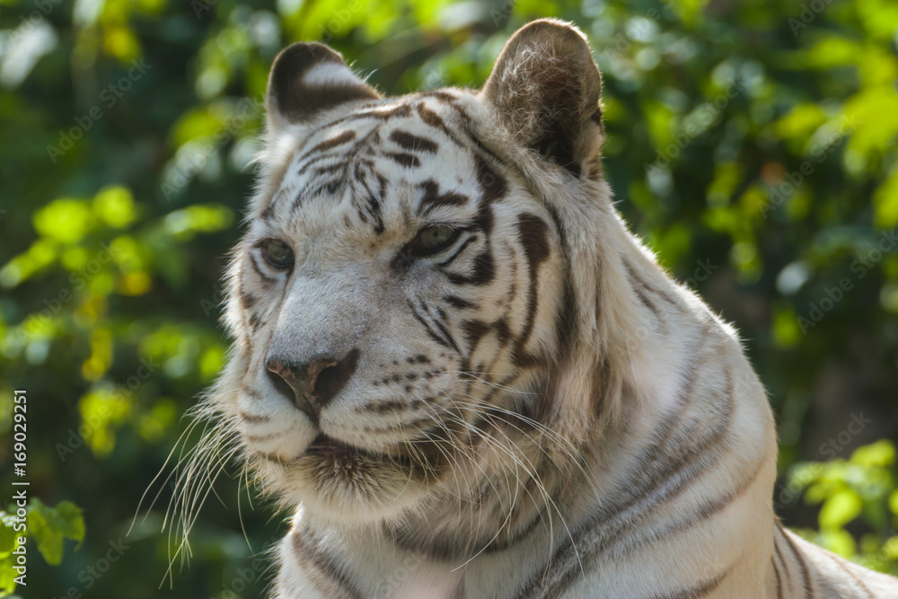 White tiger — Bengal tiger species with a congenital mutation. The