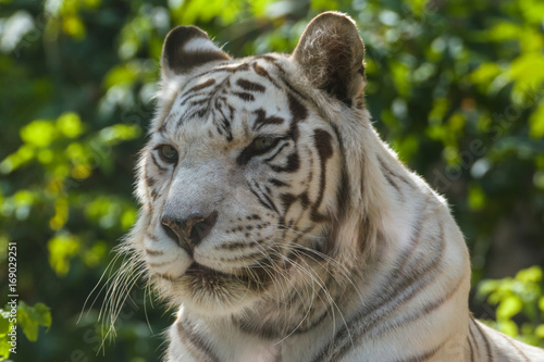 White tiger     Bengal tiger species with a congenital mutation. The mutation leads to a fully white color of the tiger with black and brown stripes on white fur and blue eyes.