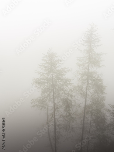 Tree shapes covered in morning mist