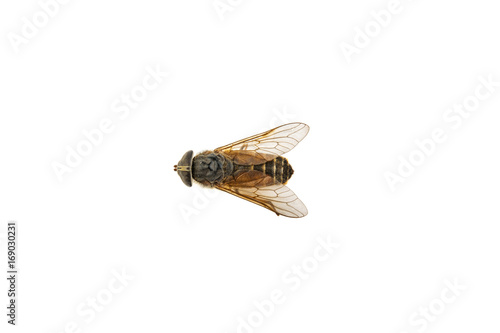 Insect gadfly on white background