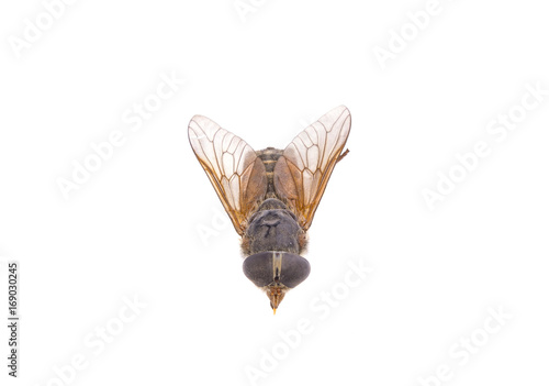 Insect gadfly on white background photo