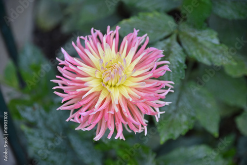 Fototapeta Naklejka Na Ścianę i Meble -  Dahlia cactus rose au jardin en été