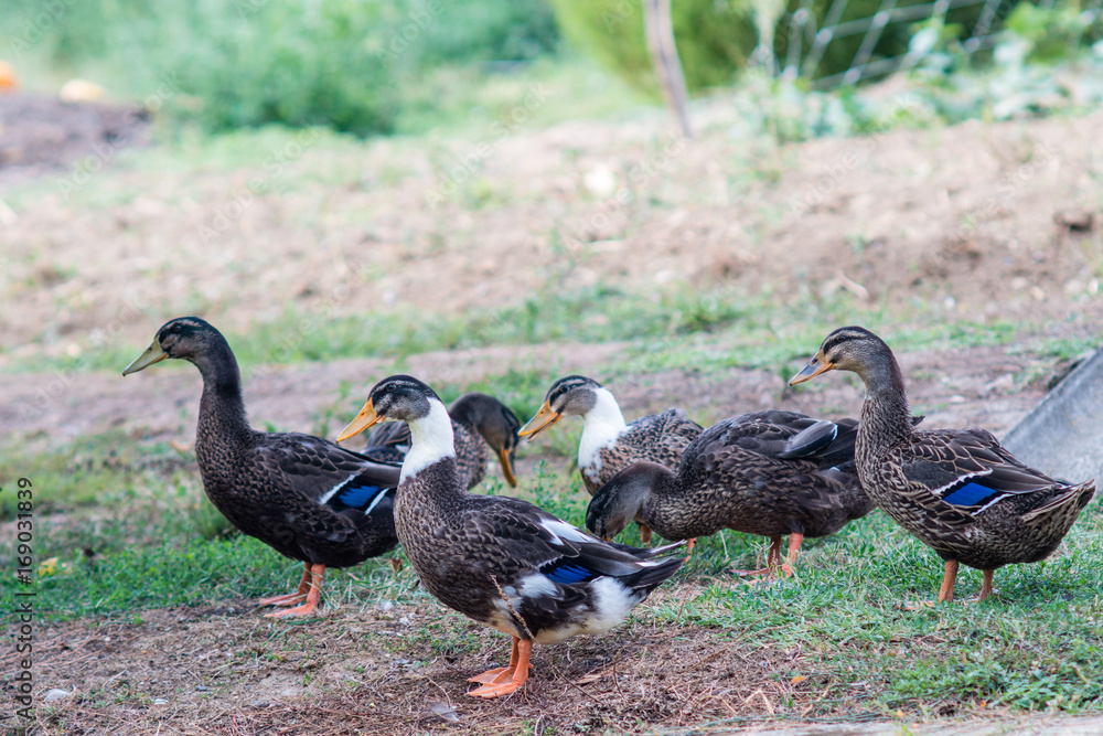 Flock of six ducks on grass in farm garden