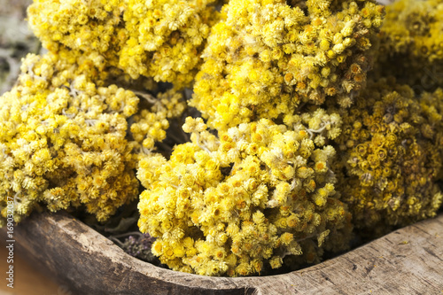 Helichrysum arenarium( dwarf everlast or immortelle) flowers