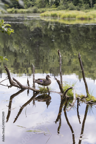 Canard se reposant sur une branche dans un petit lac.