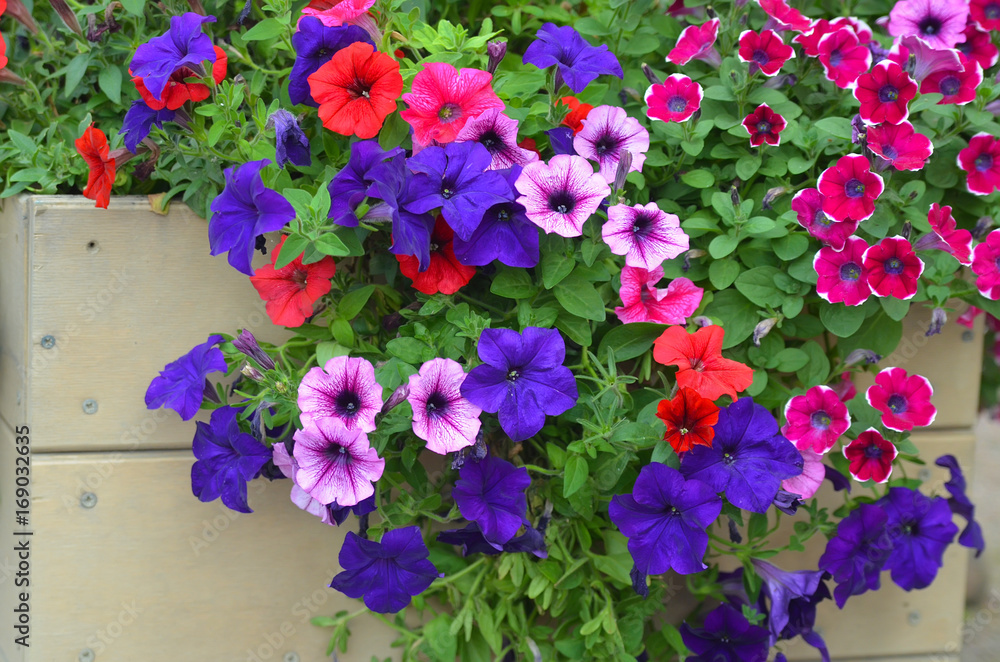 Red, blue and purple flowers of petunia in a wooden box