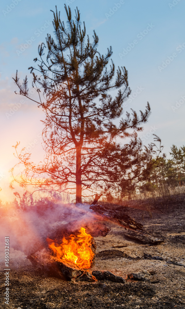 Fototapeta premium Forest fire burning, Wildfire close up at day time