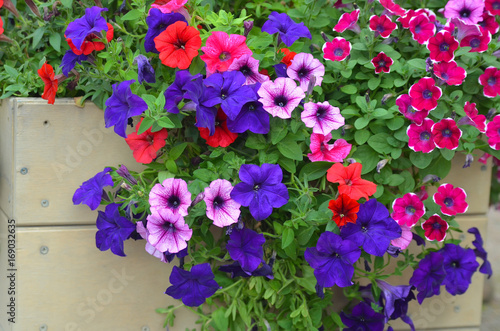 Fototapeta Red, blue and purple flowers of petunia in a wooden box