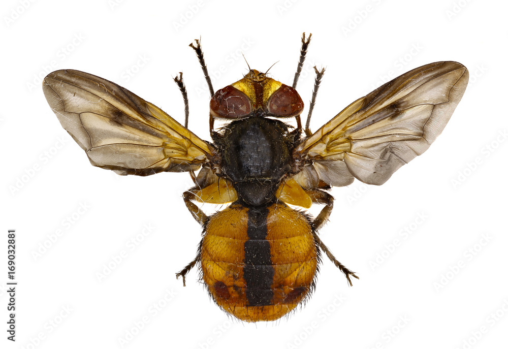 Tachinid Fly Ectophasia on white Background - Ectophasia crassipennis (Fabricius, 1794) Tachinid Fly Ectophasia on white Background - Ectophasia crassipennis (Fabricius, 1794)