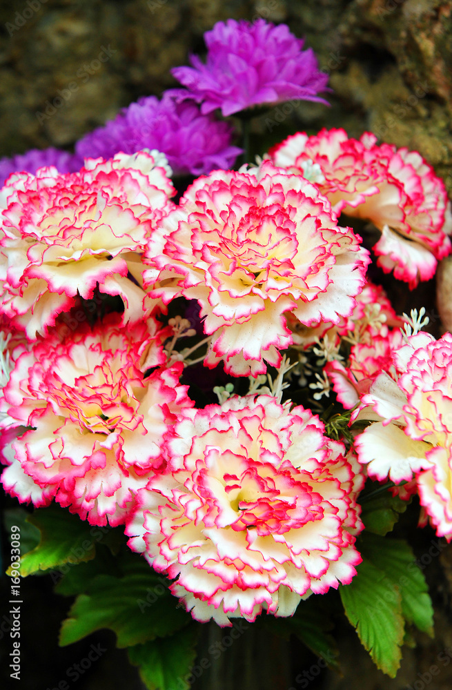 Obraz premium Curly Carnations