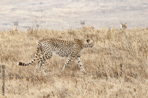Gepard in der Savanne © Anne