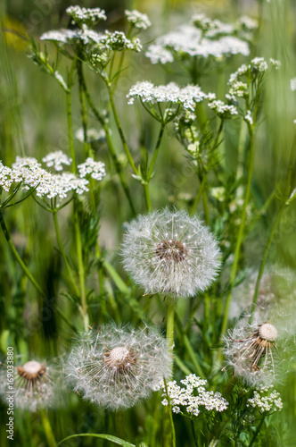Fototapeta Naklejka Na Ścianę i Meble -  White dandelion in green grass. Summer