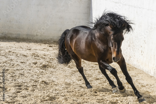 Fotografía Lusitano Stallion