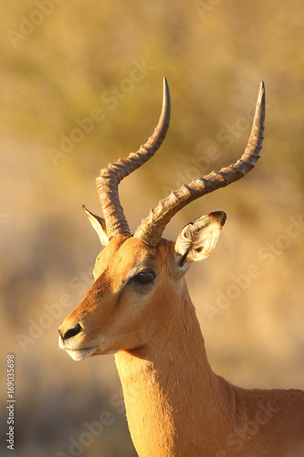 The impala ( Aepyceros melampus) male portrait