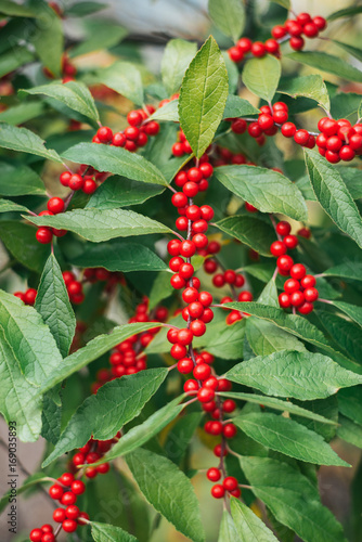 Red Winterberry Holly with green leaves photo