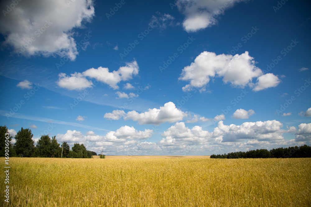 Wheat field