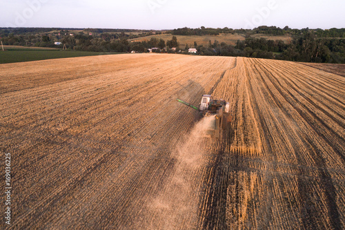 Harvester machine working in field . Combine harvester agriculture machine harvesting golden ripe wheat field. Agriculture. Aerial view. From above.