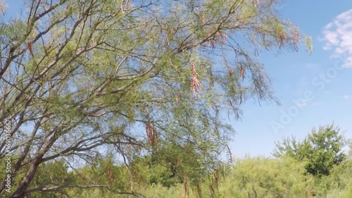 August, 2017. Texas. POV. point view of ripe beans on wild mesquite tree.