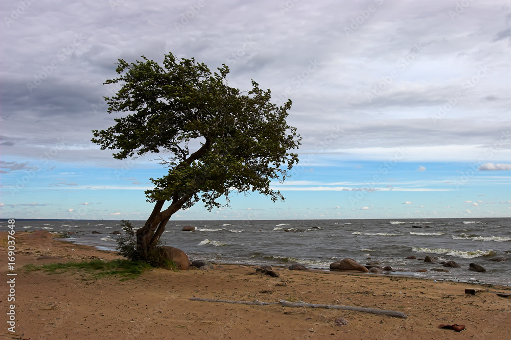 Lonely tree on the beach. Tree on a background of the sea. Lonely tree on the beach. Tree on a background of the sea.