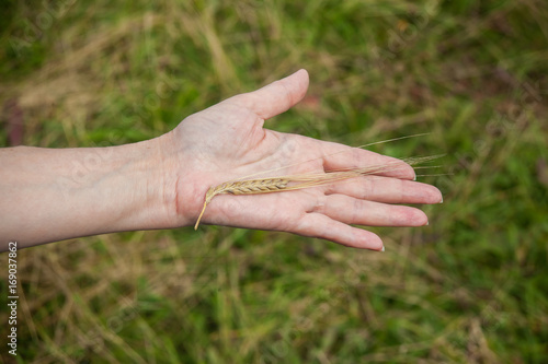 Golden ear of wheat on the palm © pattern43