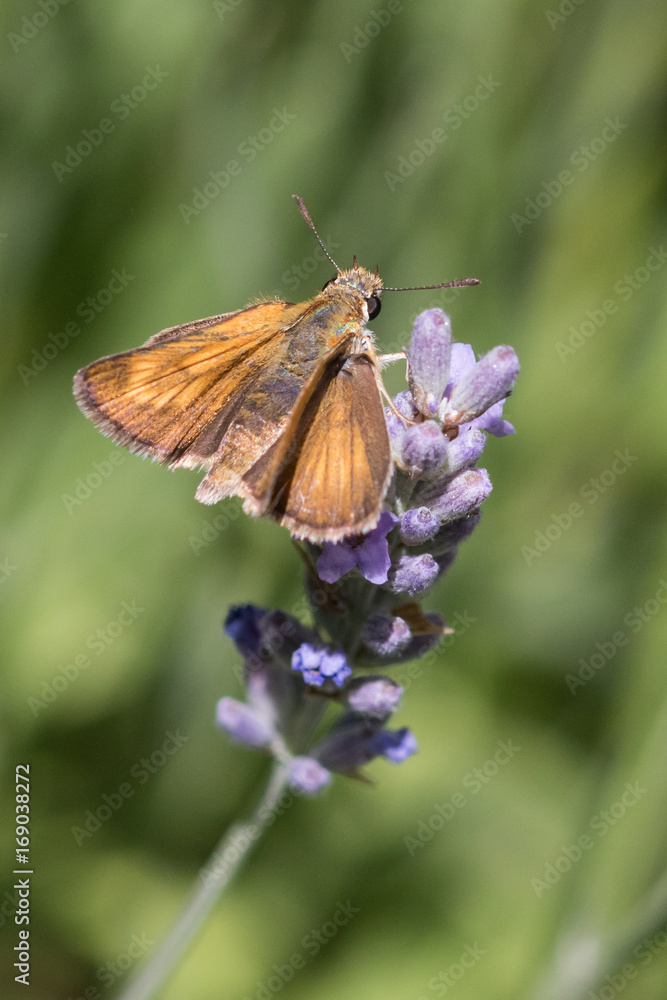 Lulworth Skipper (Thymelicus acteon) Lulworth Skipper (Thymelicus acteon)