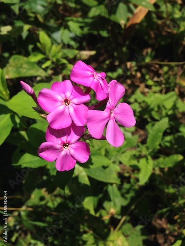 Pink wildflower 