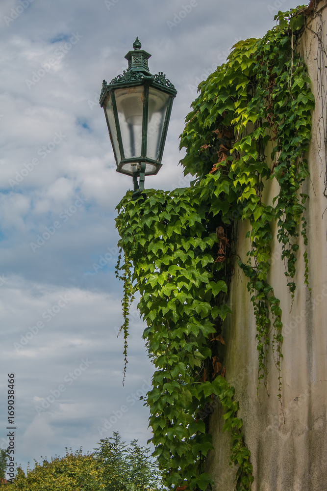 Antico lampione su un muro di Praga coperto dell'edera