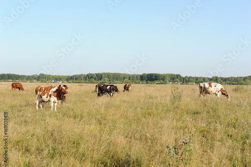 A herd of cows grazing in the field. Sunny summer day © sorocka
