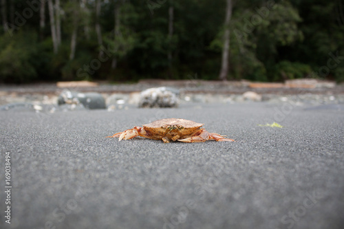 Crab Close Up on Grey Storeys Beach, Port Hardy, BC