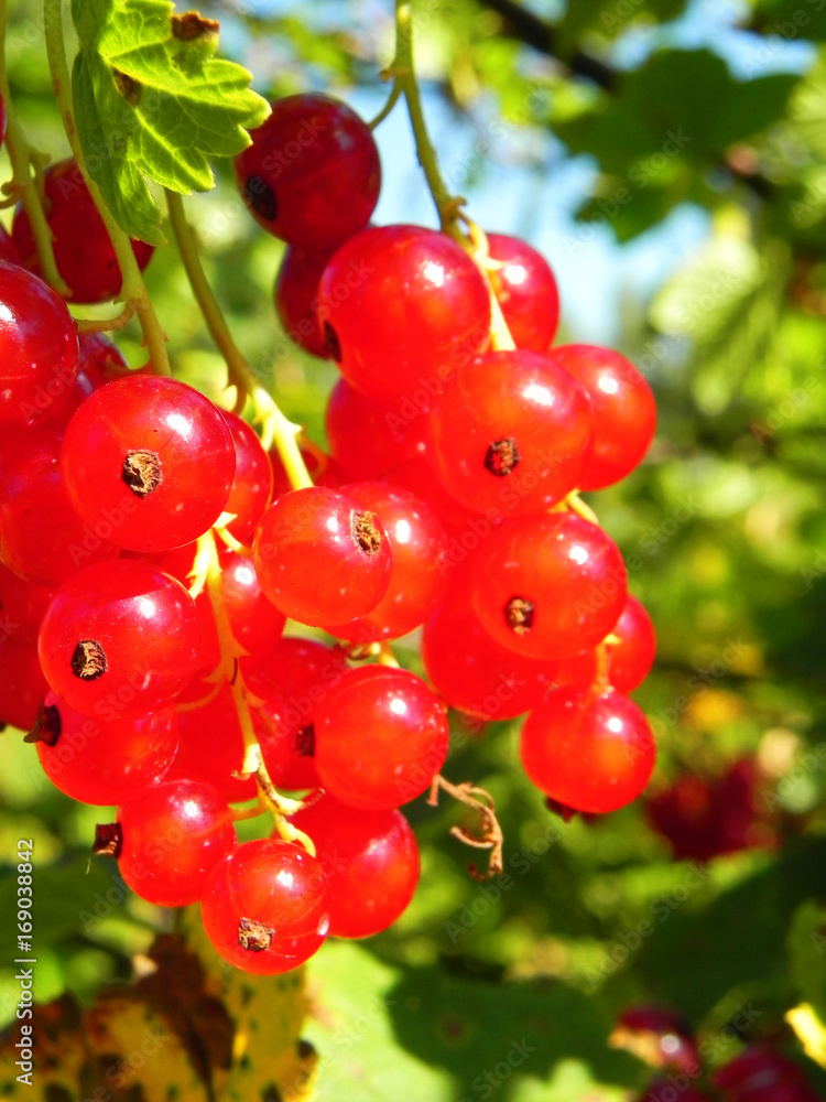 Bunch of ripe red currant berries on a bush. Bunch of ripe red currant berries on a bush.