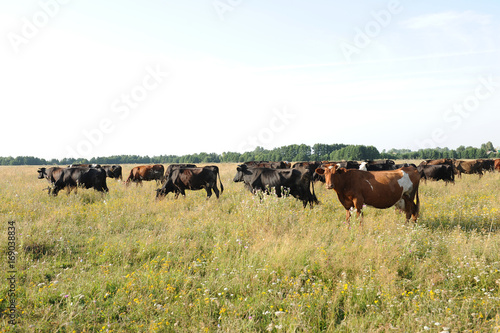 A herd of cows grazing in the field. Sunny summer day