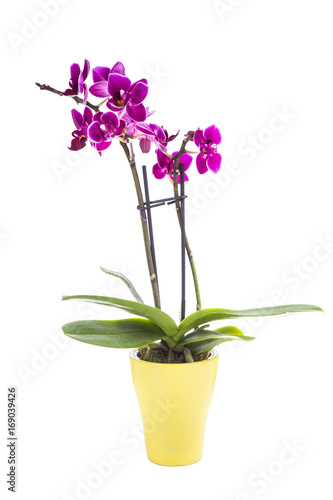 Orchid in pot
