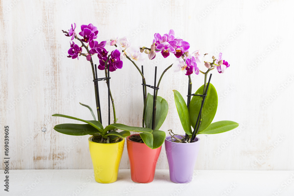 Three orchids in pots