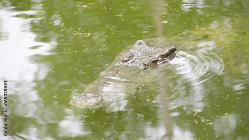 A dolly shot forward. Medium shot of the river and crocodile. A dolly shot forward. Medium shot of the river and crocodile.