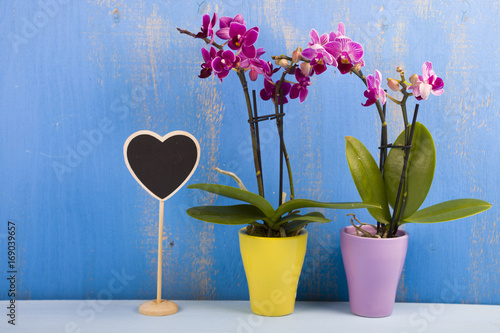 Two orchids in pots and heart