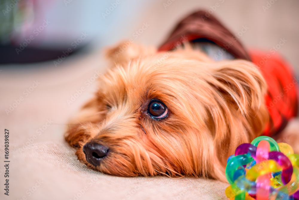 Portrait of a Yorkshire terrier Portrait of a Yorkshire terrier