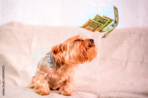 Fototapeta Naklejka Na Ścianę i Meble -  Yorkshire Terrier and falling dollars