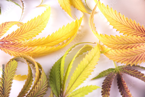 Background with colorful cannabis leaves isolated - medical marijuana concept