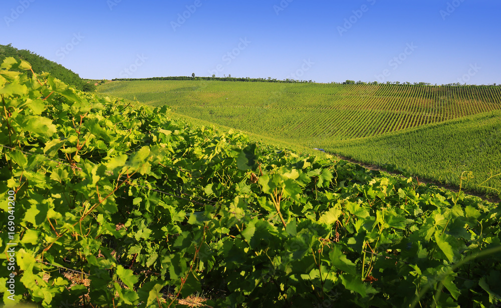 Grape rows vineyard in Villany, Hungary