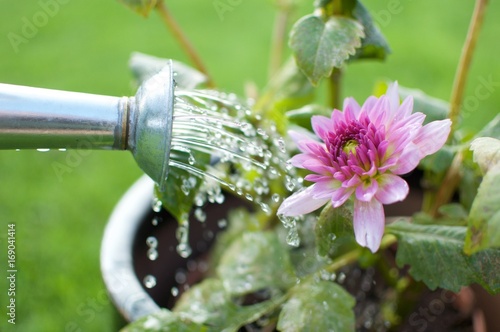 Water pouring flowers