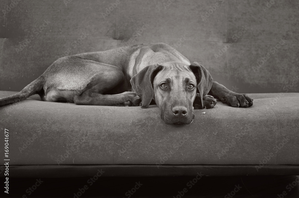 dog on a couch, black and white image Stock Photo | Adobe Stock