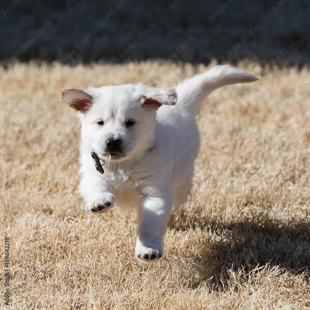Golden Retriever Golden Retriever