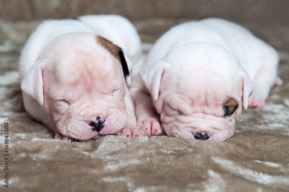 American Bulldog puppies on a light background American Bulldog puppies on a light background