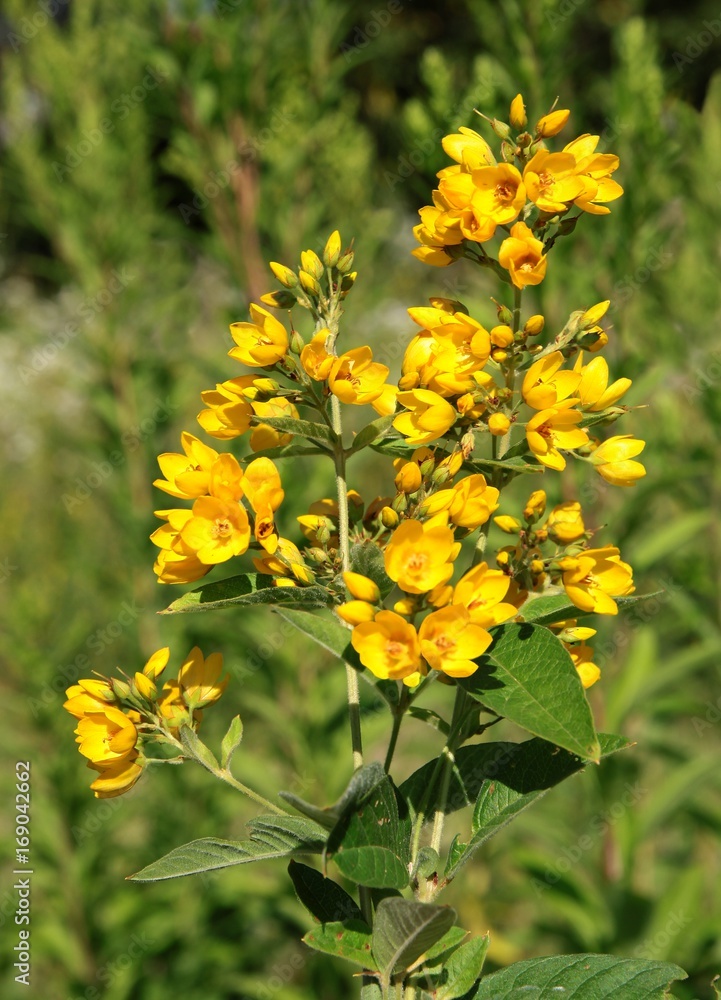 yellow flowers of wild plant Lysimachia Vulgaris yellow flowers of wild plant Lysimachia Vulgaris