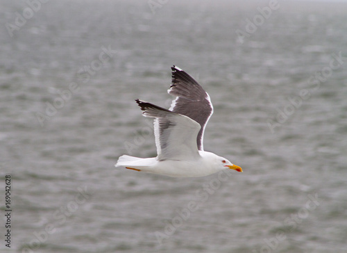 Lesser black-backed gull flying above sea © Matauw