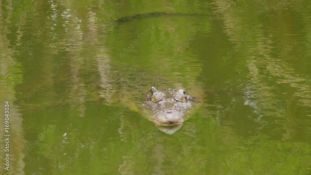 A medium shot of a crocodile gliding through green water with eyes above the surface. A medium shot of a crocodile gliding through green water with eyes above the surface.