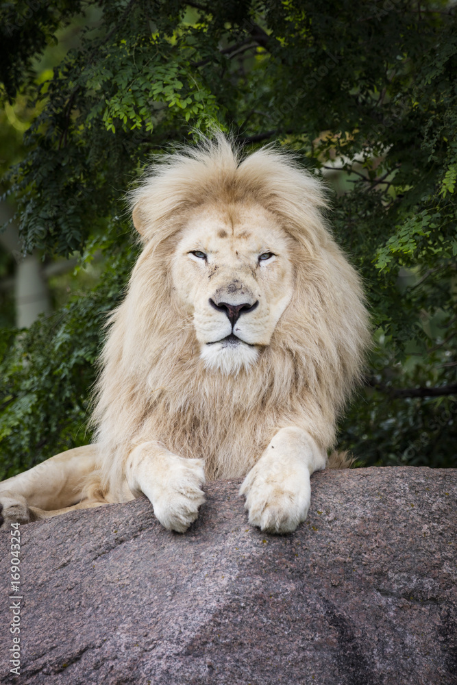 Obraz premium King of the White Lion