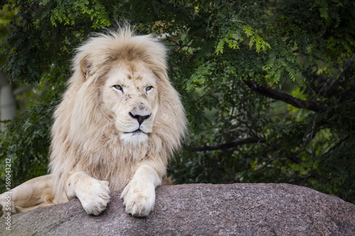 King of the White Lion