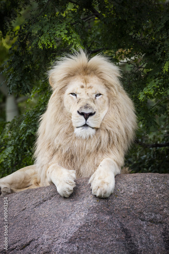 Fototapeta Naklejka Na Ścianę i Meble -  King of the White Lion