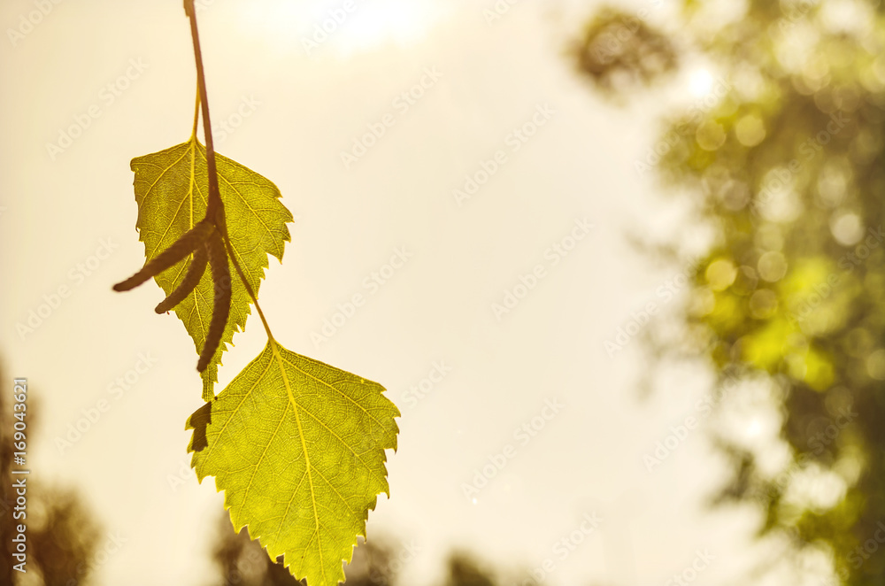 Obraz premium Birch leaf on blue sky background. Filtered.